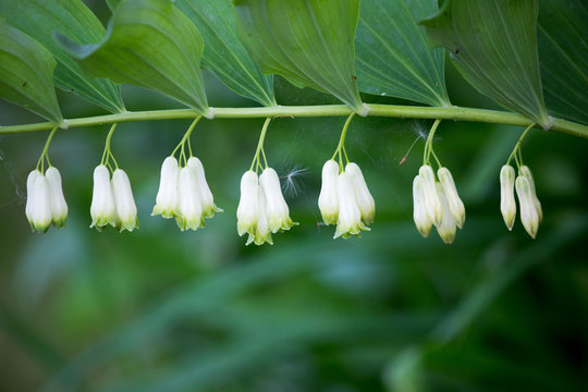 white bells plants Solomon's seal Polygonatum multiflorum and parachutes dandelions in the web