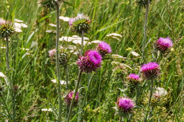 Beautiful flower of purple thistle. Pink flowers of burdock. Burdock thorny flower close-up. Flowering thistle or milk thistle. Herbaceous plants "Milk Thistles", Carduus