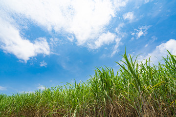 Landscape of Ishigaki Island