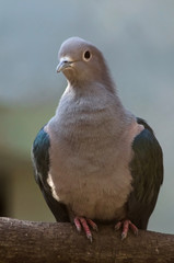 Gray Pigeon 