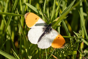 Obraz premium Aurorafalter