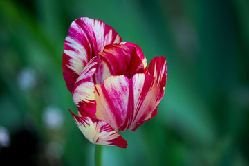 one blooming motley bright pink tulip with white veins on a flower bed.