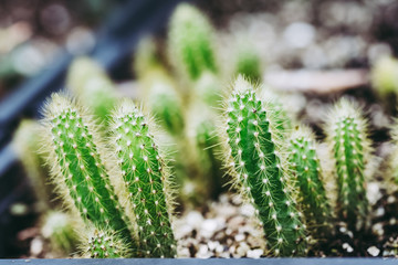Plante verte d'intérieur en décoration, cactus