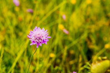 Flower with unfocused wheat field background