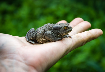 Closeup of a nice frog. Wild animal