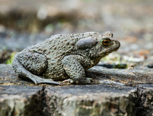 Closeup of a nice frog. Wild animal