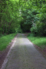 Fototapeta na wymiar Drente Netherlands forest