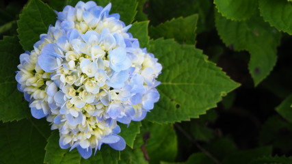 Hydrangea flowers bloom in the garden beside the house.