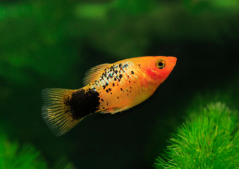 Platy oder Spiegelkärpfling (Xiphophorus maculatus) Aquarienfisch