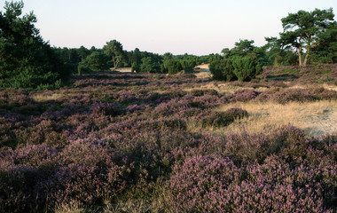Fototapeta na wymiar Flowering heatherfields drente. Echten Netherlands