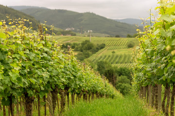 Fototapeta na wymiar Panorama Vineyards in Baden-Baden. Germany