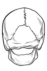 Line drawing skull back view
