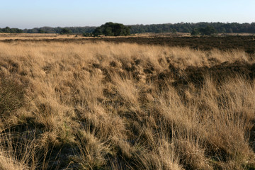 Drente heather fields Netherlands