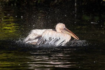 Great White Pelican, Pelecanus onocrotalus in the zoo