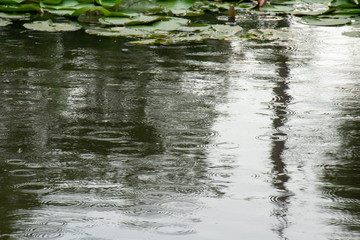 雨の降る池