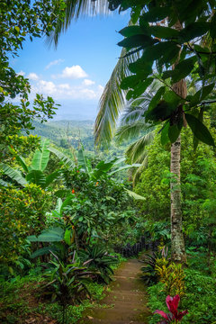 Fototapeta Jungle landscape, Munduk, Bali, Indonesia