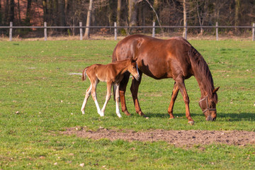 Naklejka na ściany i meble Mares with foals in the pasture, Germany.