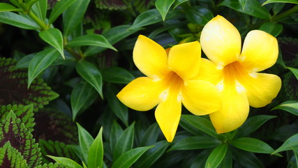 Allamanda cathartica native to Brazil and native plants Is a common ornamental plant in the tropics.