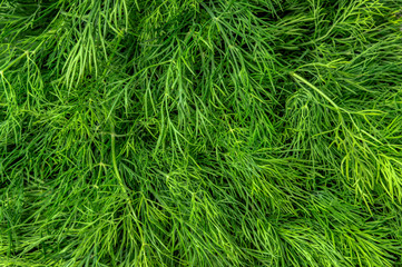 organic natural feathers fresh green dill close-up