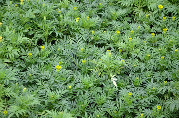 Unblossomed Mexican marigold or Aztec marigold species of the genus Tagetes