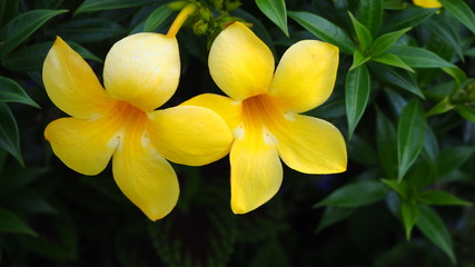 Allamanda cathartica native to Brazil and native plants Is a common ornamental plant in the tropics.