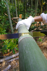 青竹を切る
