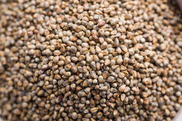 Pearl Millet or Bajra seeds also known as sorghum, in a bowl, selective focus