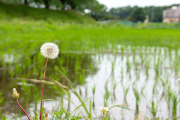 田植えが終わったばかりの田んぼとタンポポの綿毛