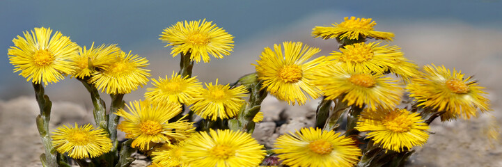 Huflattich (Tussilago farfara) Heilpflanze, Panorama