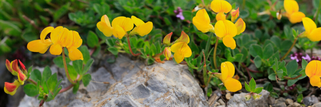 Gew&ouml;hnlicher Hornklee (Lotus corniculatus) Panorama