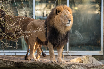 The lion, Panthera leo is one of the four big cats in the genus Panthera