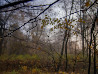 Early morning time wet spider web in the forest