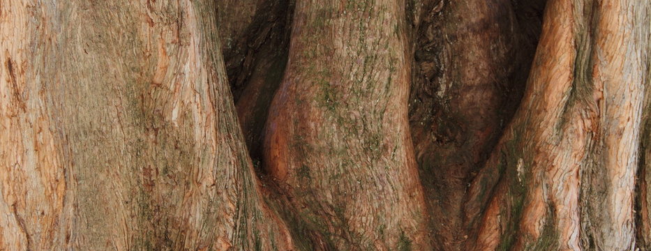 Baumrinde eines Mamutbaumes