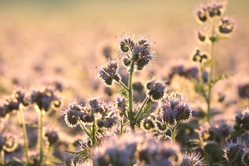 Lacy phacelia (Phacelia tanacetifolia) during sunrise