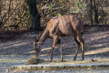 Greater kudu, Tragelaphus strepsiceros is a woodland antelope