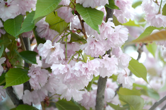 Pastel pink cherry sakura in Japan in blossoming season