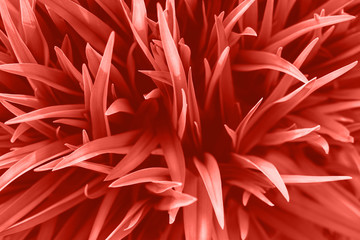 Grass top view minimalistic background. Orange lawn close up. Foliage plant leaves abstract backdrop. Botany and nature concept. Flowers fresh spring twigs texture. Color of the summer 2019