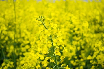 Obraz premium Colorful Field of blooming Raps. Plantation of an oil plant. Production of biofuel.