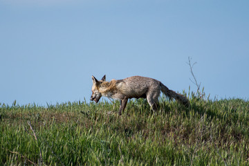 Isolated single beautiful mature female red fox in the wild- Danube Delta Romania