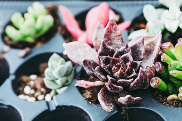 Plantes vertes succulentes pour l'intérieur