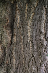 Baumrinde 