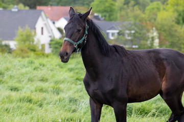 Young Horse on the pasture, Germany.