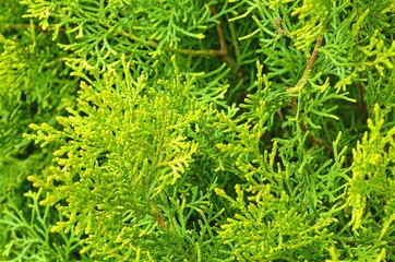 natural background of green branches of arborvitae close-up