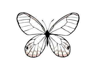 Realistic butterfly.