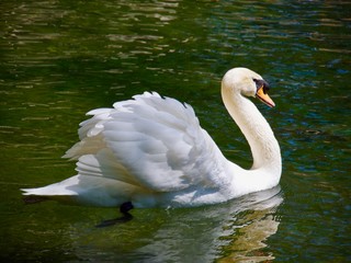 Fototapeta premium Swan floating on the waterin Vorontsovsky park
