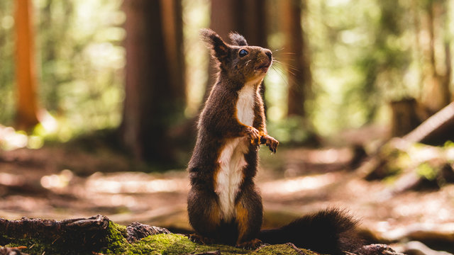 Eichh&ouml;rnchen auf der Suche nach Essen.