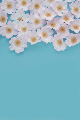 Background of delicate  flowers . Floral background.