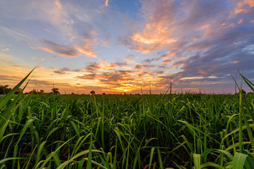 Fresh sugarcane field with nice sky in sunset time - obrazy, fototapety, plakaty