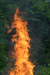 Forest fires, environmental damage, global warming