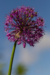 Purple Sensation Allium. Unique, globe-shaped blooms are made up of hundreds of tiny flowers.	